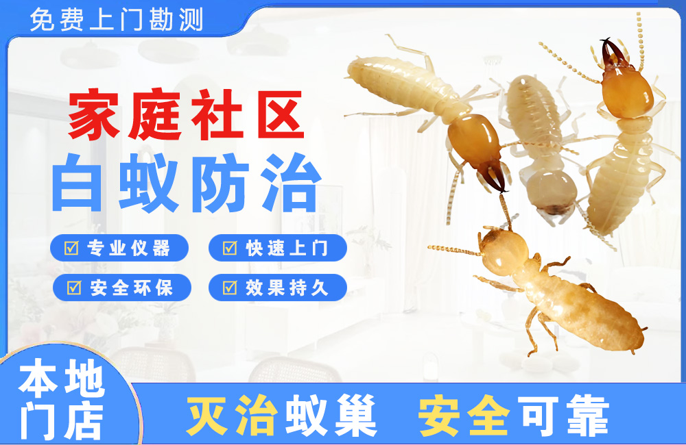 漳州家庭社区白蚁防治