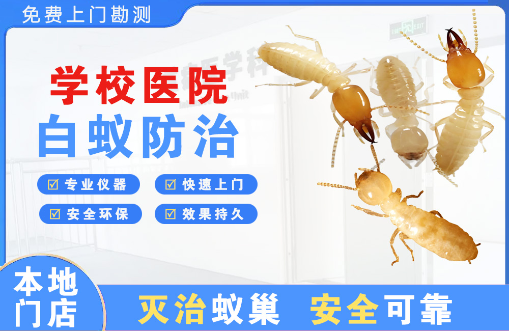 漳州学校医院白蚁防治