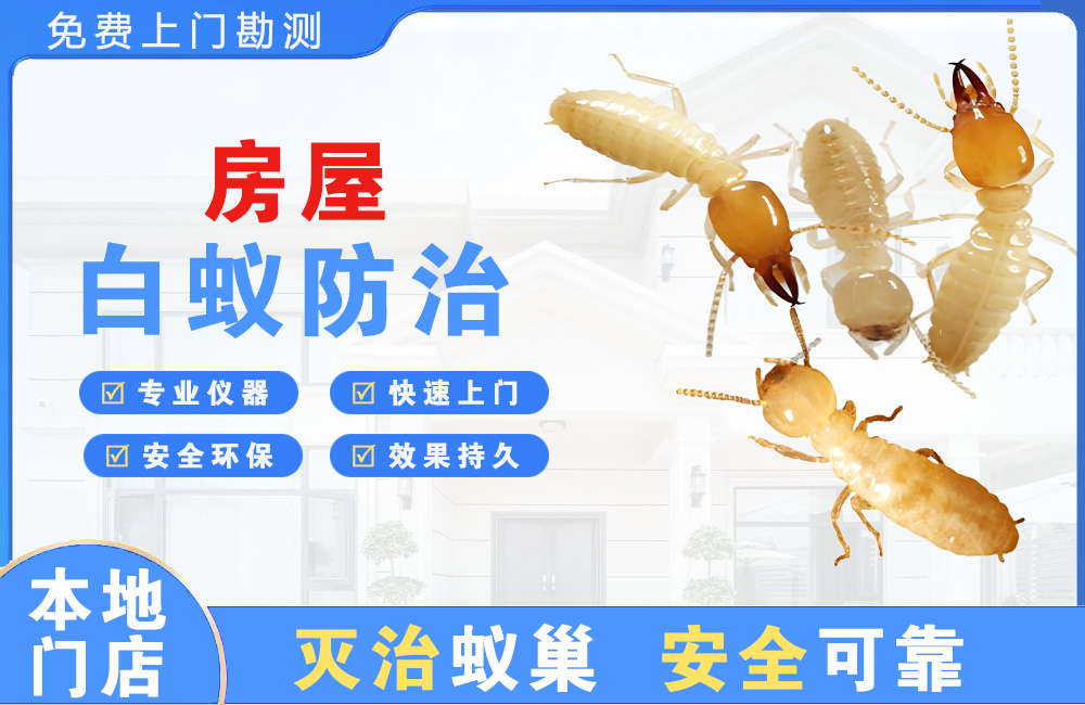 漳州房屋白蚁防治