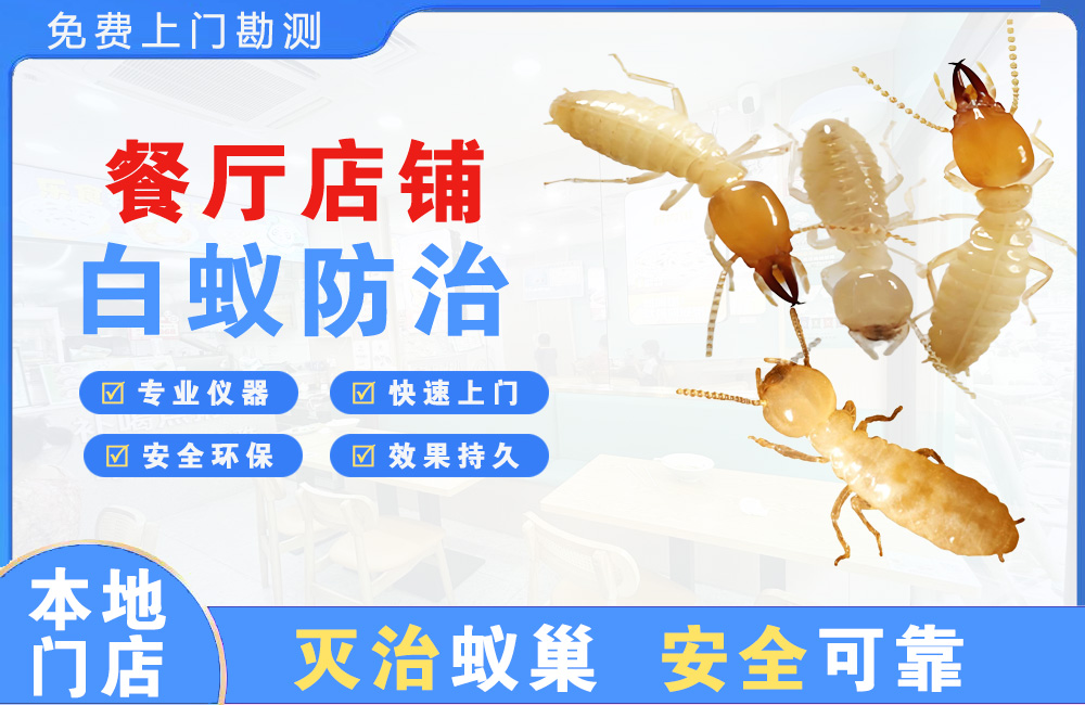漳州餐厅店铺白蚁防治